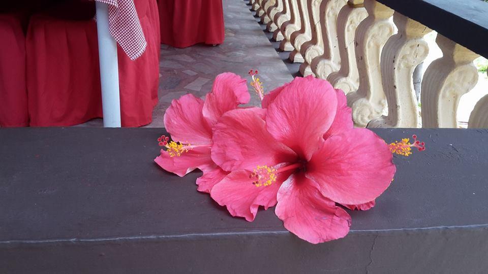 Casakeja Inn Panglao City Exterior foto